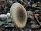 Párducgalóca (Amanita pantherina), Budai-hegység